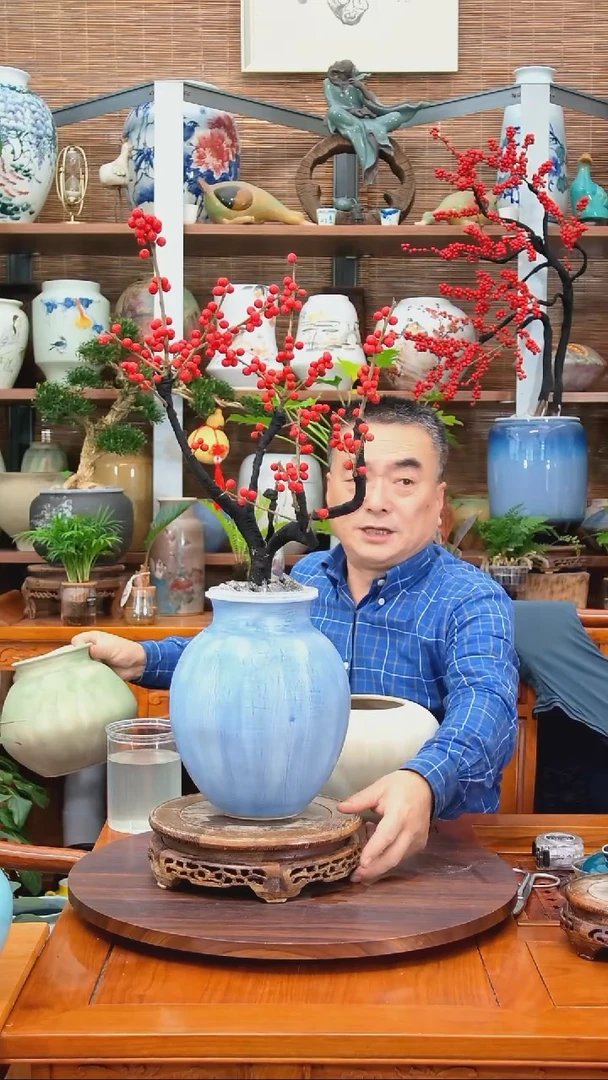 无花朵欧*武水之韵水培北美冬青