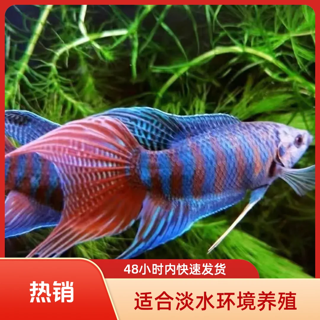 斗鱼野生菩萨鱼普叉耐活鲜活叉尾冷水鱼鱼苗鳑鲏彩虹小型观赏鱼