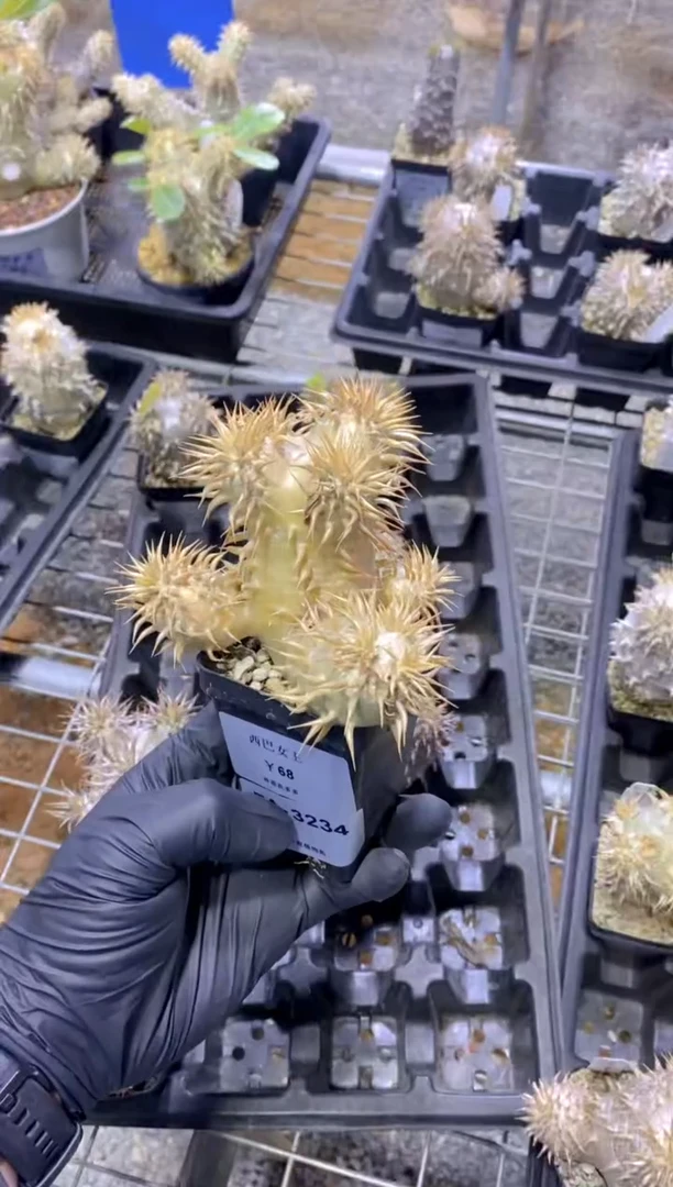 【闪购商品】西巴女王FA-3234