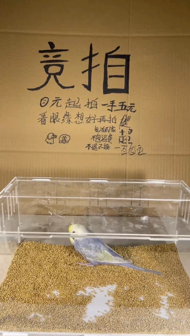 虎皮鹦鹉宠物鹦鹉