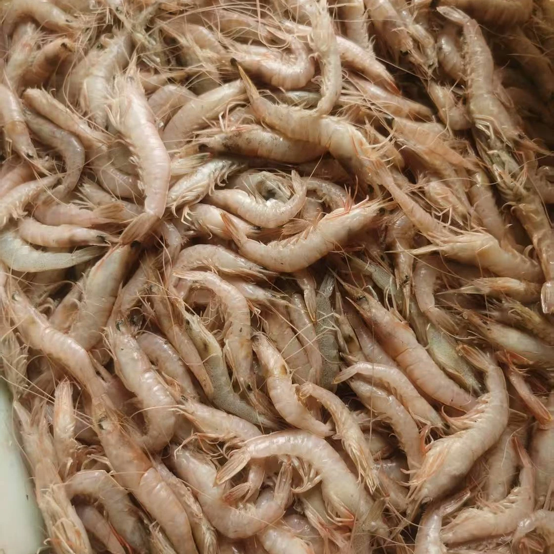 野生海虾 3斤 青岛发货 顺丰包邮