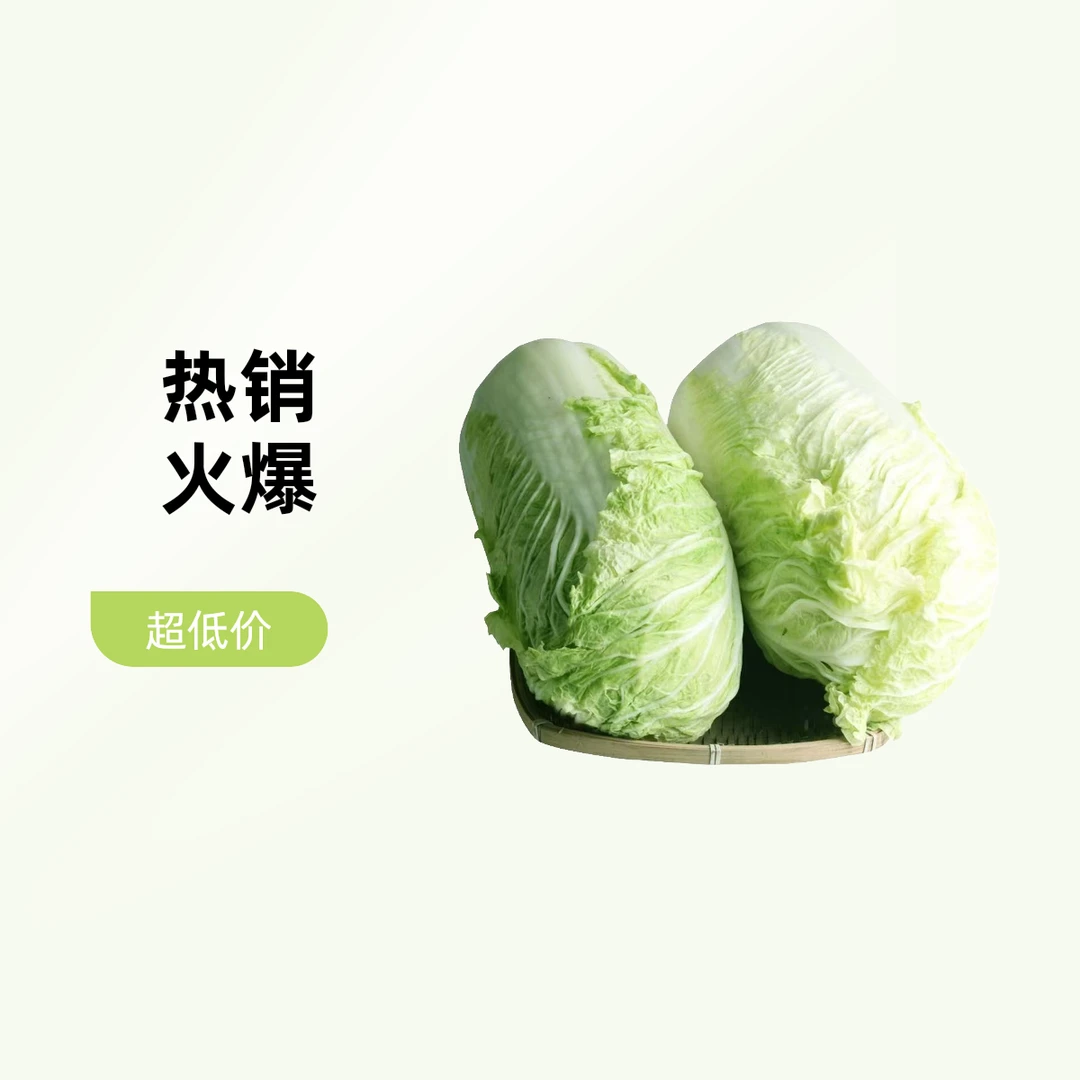 大白菜约4.5-5斤/个