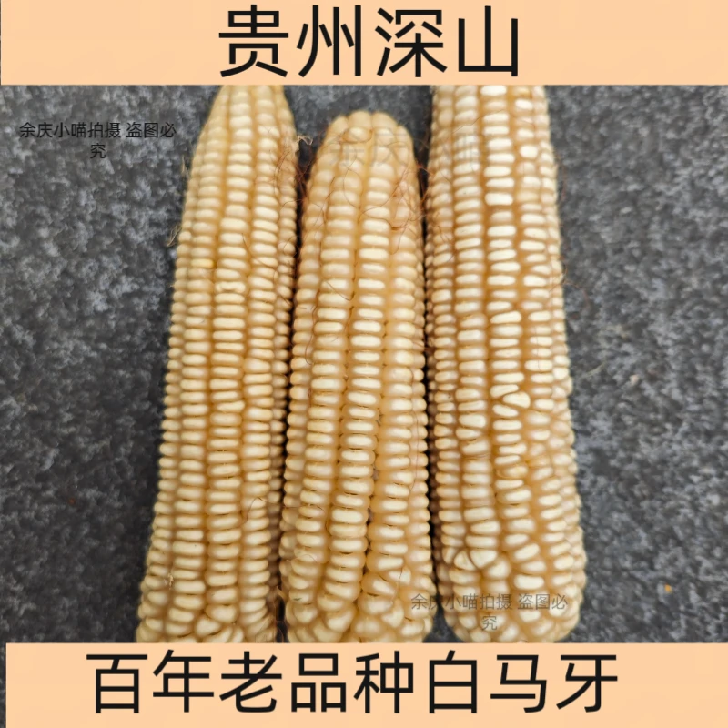 老品种大白马牙解放前传统80年代老式笨玉米棒子包谷粗粮农村自留