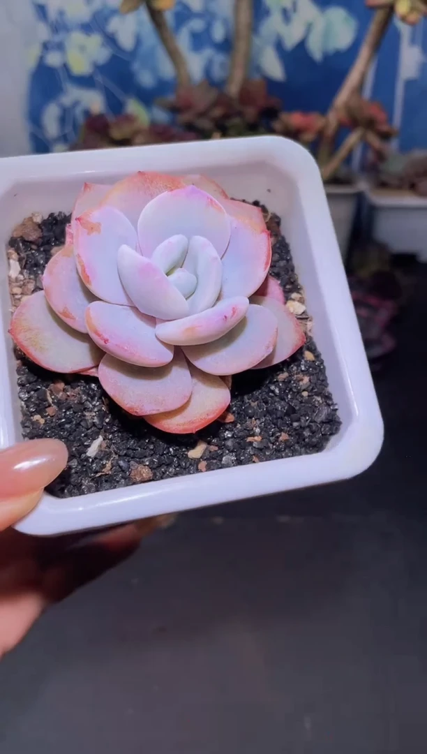 【闪购商品】811奶茶多肉