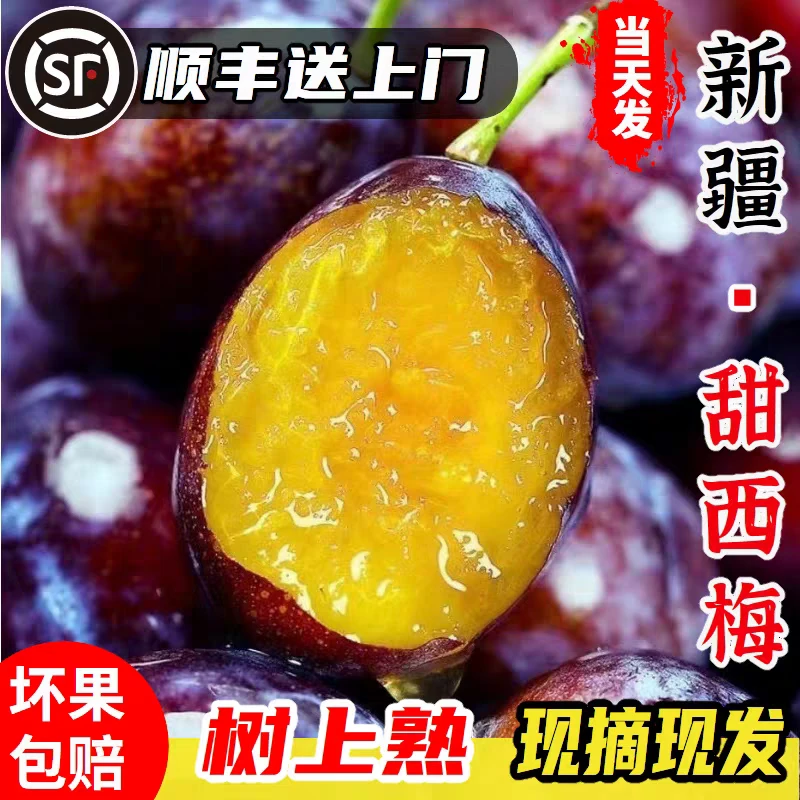 正宗新疆甜西梅应季新鲜水果西梅鲜果蓝蜜大西梅现摘现发顺丰包邮