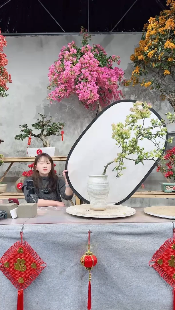 【闪购商品】盆景绿樱