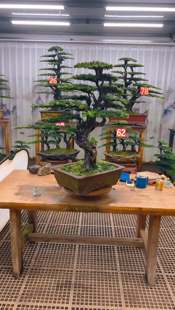 无花朵?*阳精品盆景直播间一物一拍