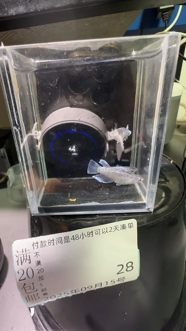 青鳉鱼观背青鳉观背青鳉28