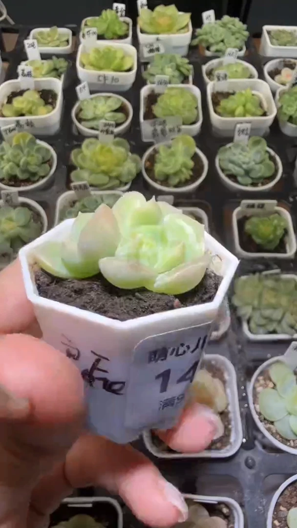 1464  良辰多肉植物