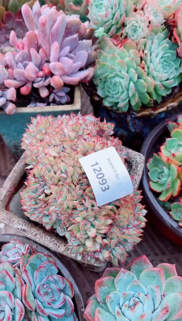 ^****^多肉植物一物一拍12093