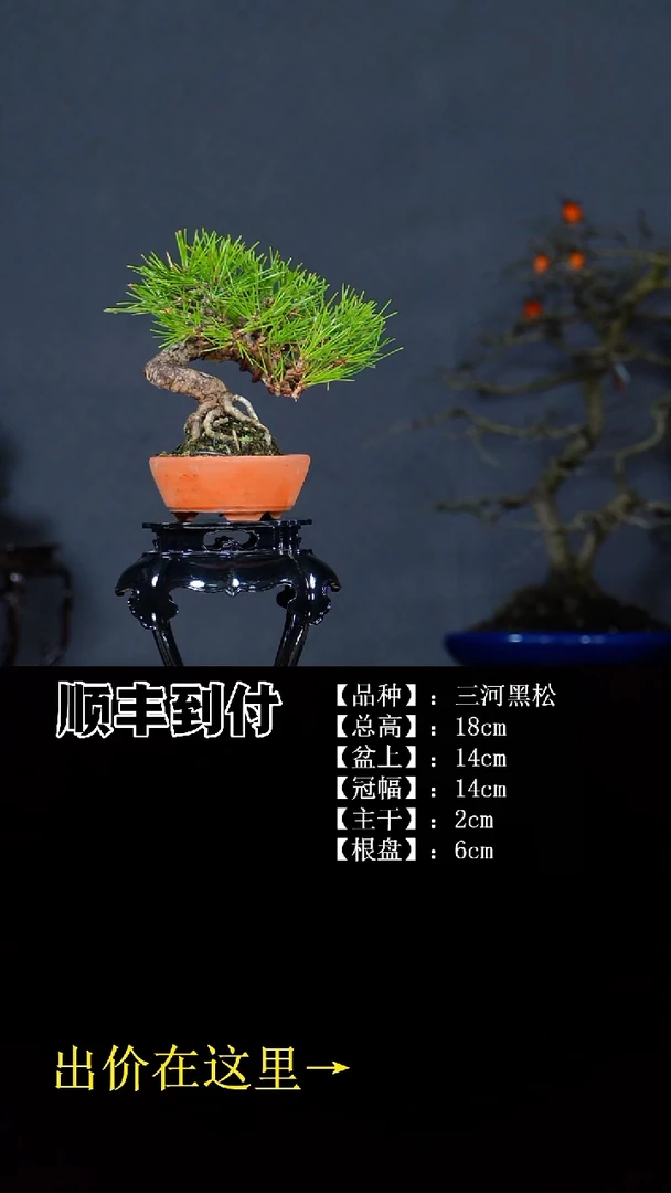 无花朵三河黑松 不包邮