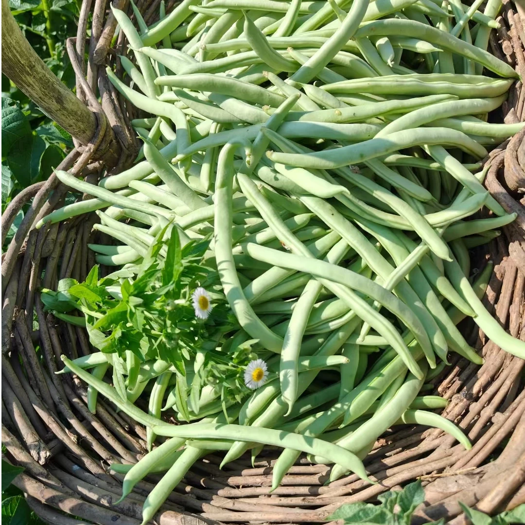 乡村农家种植现摘现发新鲜四季豆