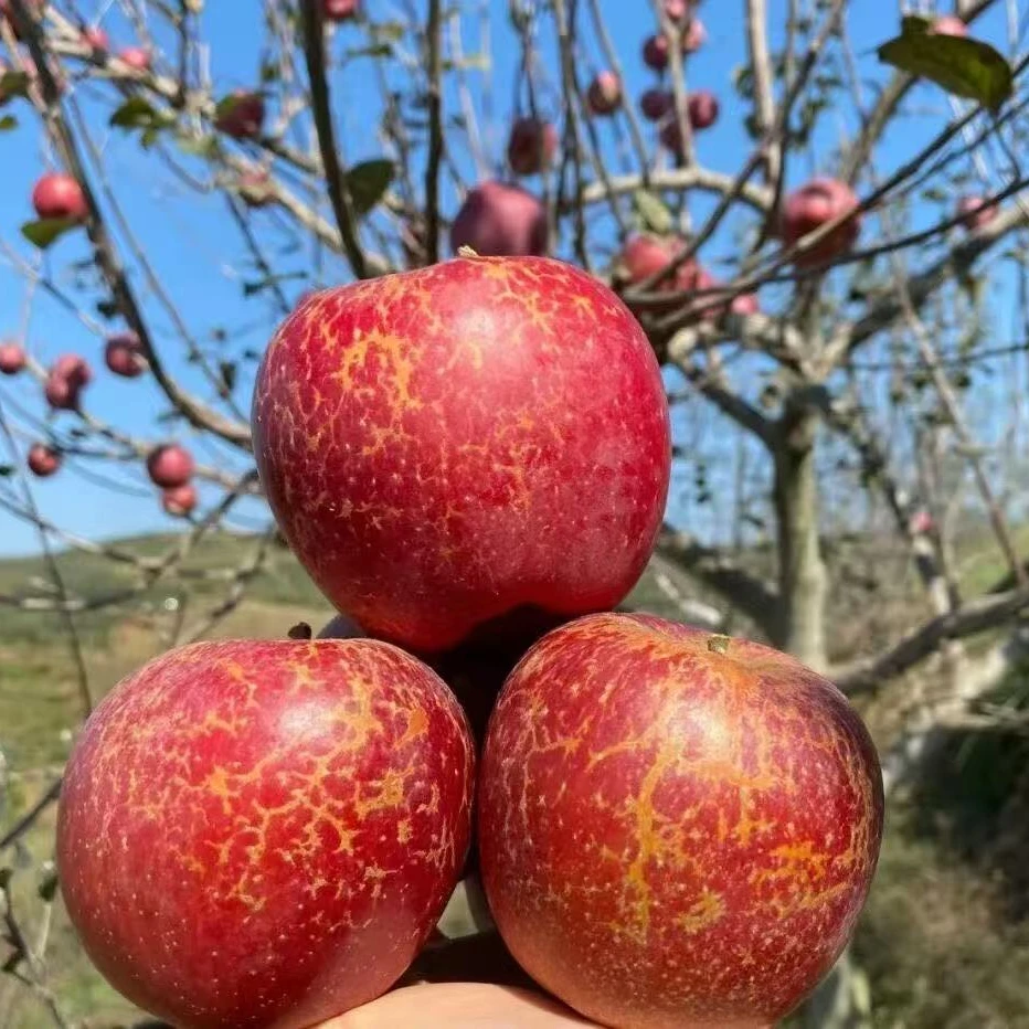 【盐源苹果】大凉山高原丑苹果新鲜现摘现发脆爽多汁5斤装