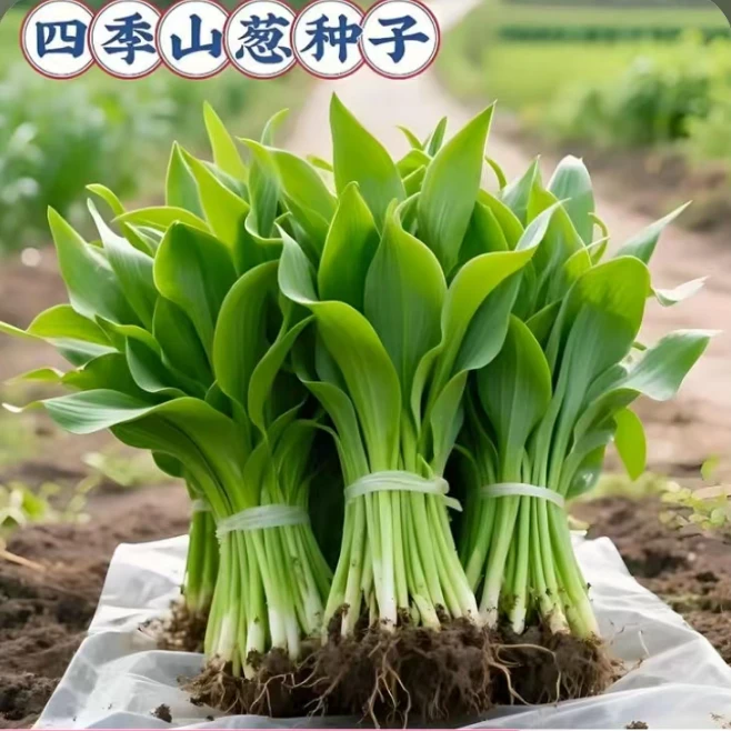 山葱种子韩葱野葱种苗南北方阳台盆栽地栽山野菜简单易活