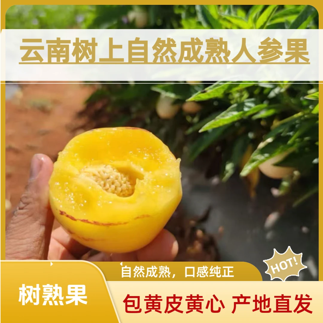 中果5斤精选云南人参果现摘现发树上自然成熟肉黄多汁包甜低糖