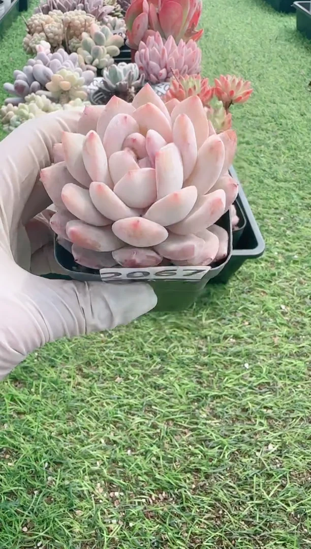 【闪购商品】信服多肉一物一拍