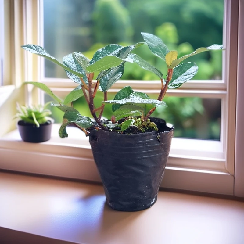 重庆地果小盆栽地瓜地石榴绿植地石榴盆栽地瓜苗地枇杷地瓜藤