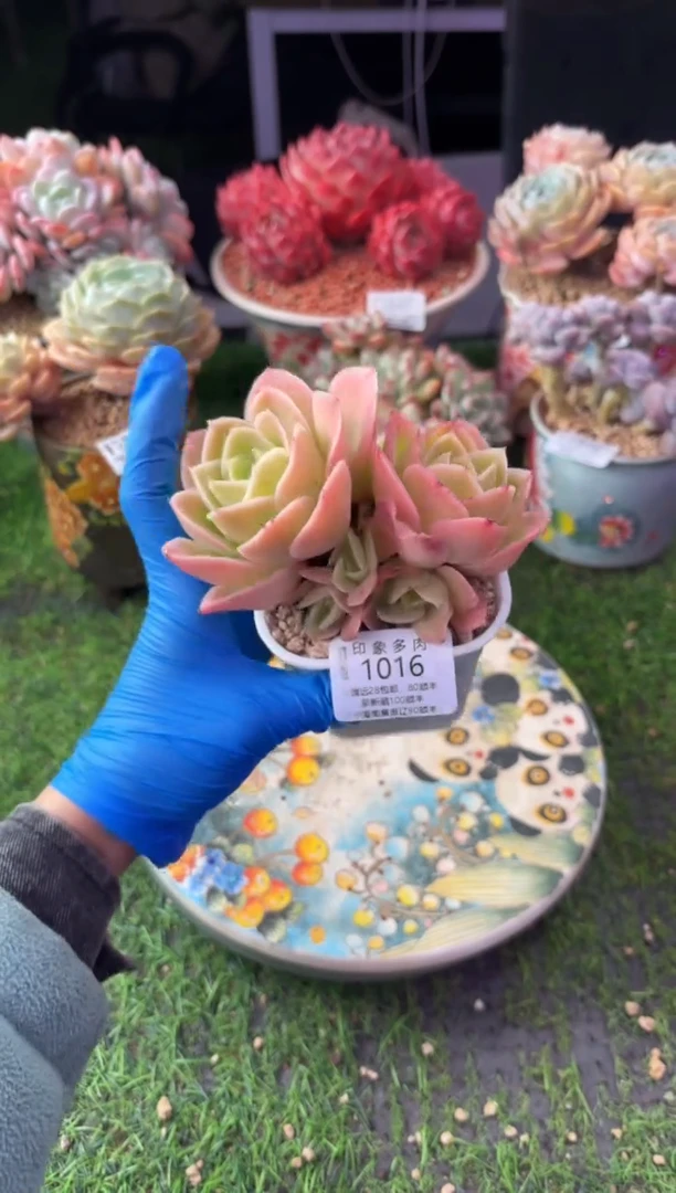 昆明印象多肉1016