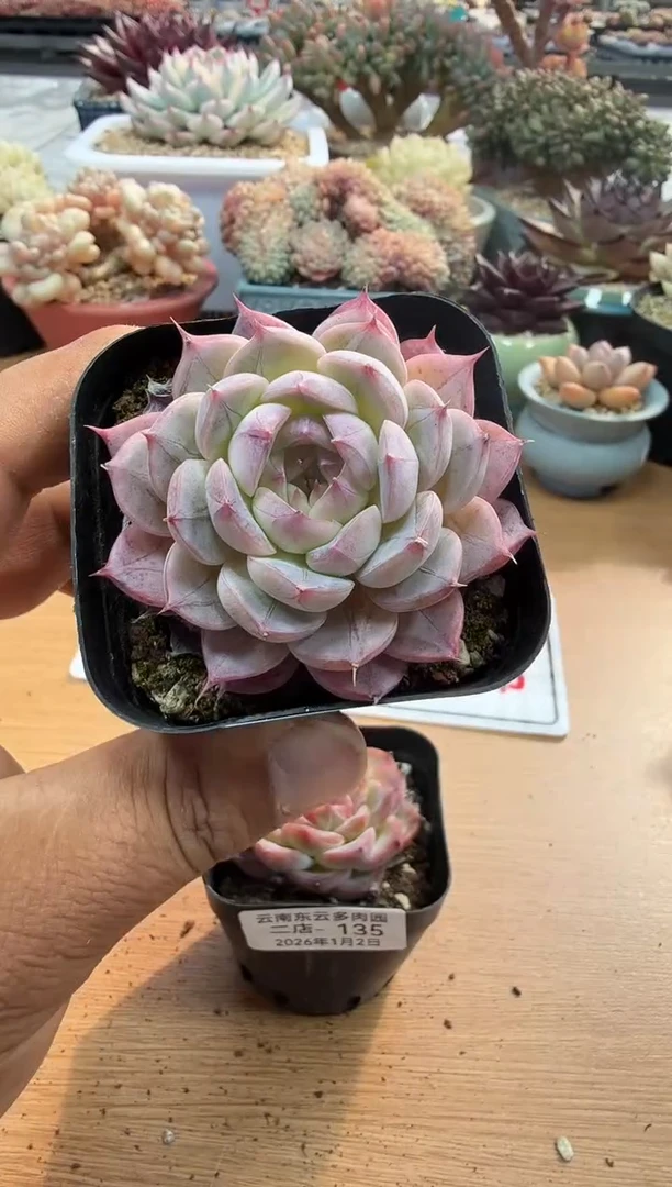 东云多肉园二店-136