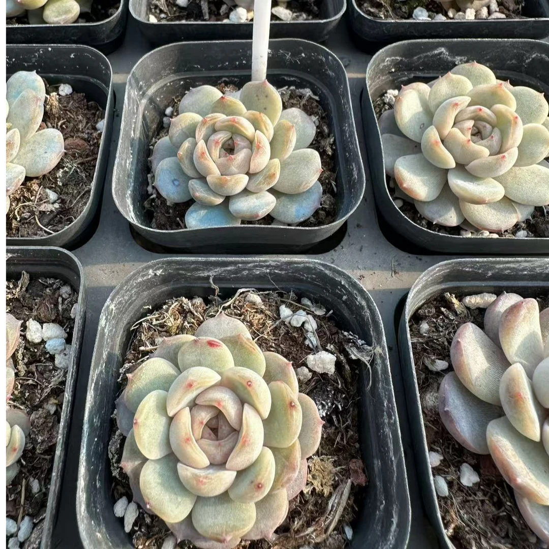 红恋多肉植物 脱土