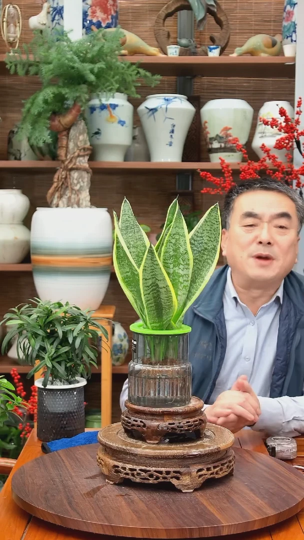无花朵冰*川水之韵水培虎皮兰*2