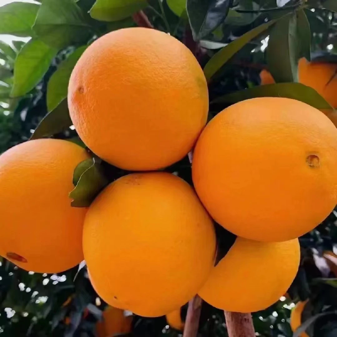 [限量活动]高山脐橙应季水果产地直发带箱5斤