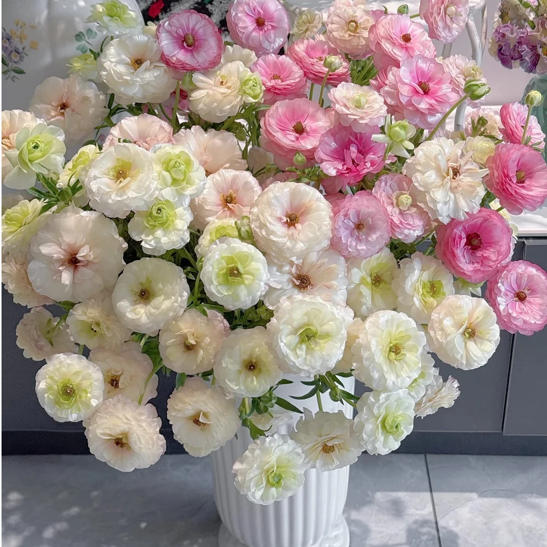 【蝴蝶陆莲花】春日氛围感花材 云南基地鲜花现采现发 顺丰冷链包邮