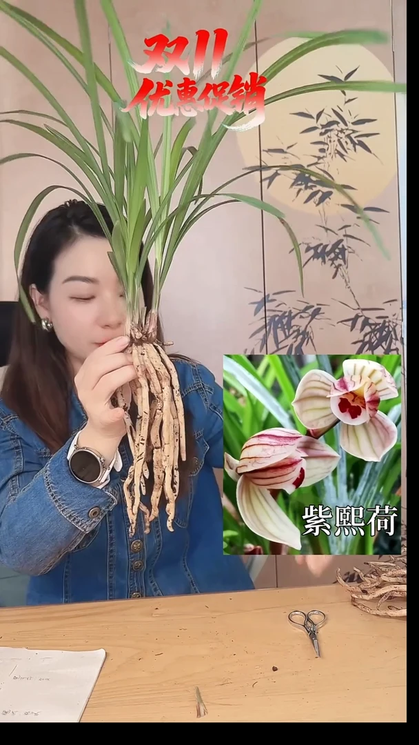 当前无花栽培后可以开花：紫熙荷