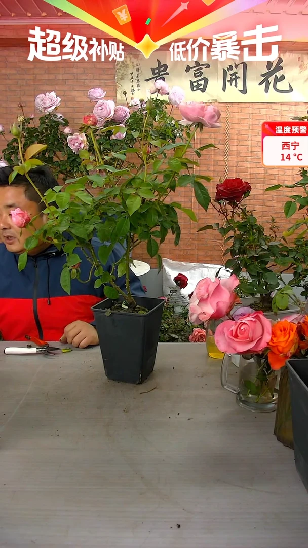 当前无花朵，栽培后可花朵粉朱丽叶