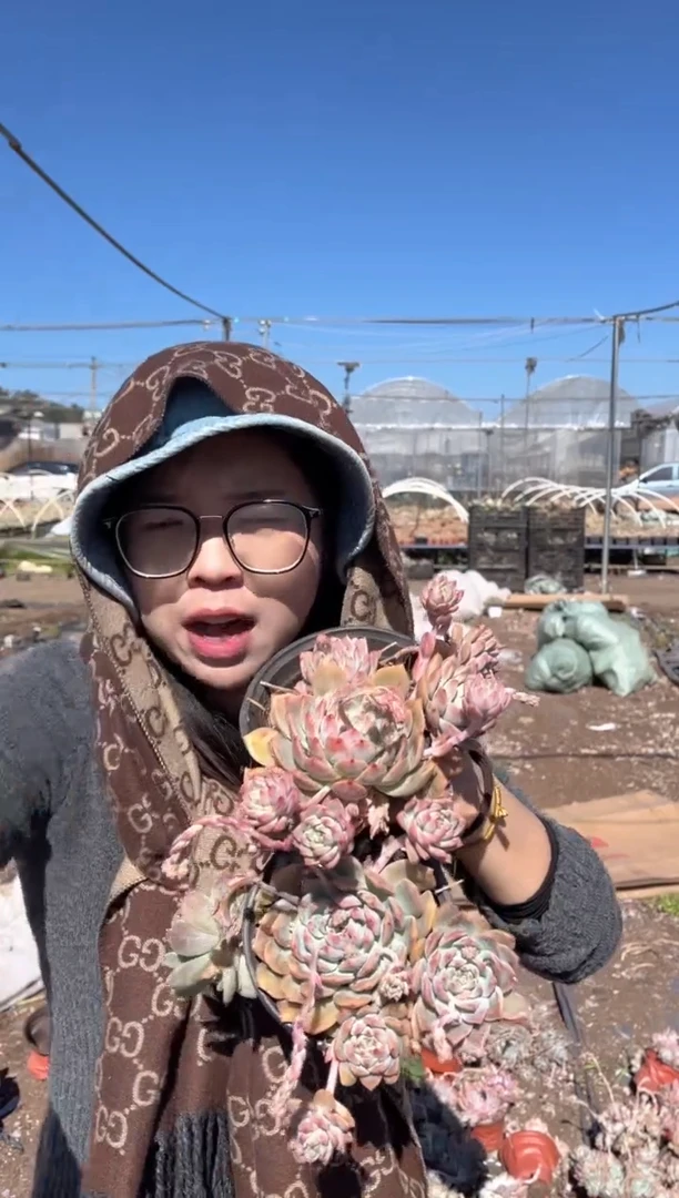 【闪购商品】11-霜花两颗带盆土5