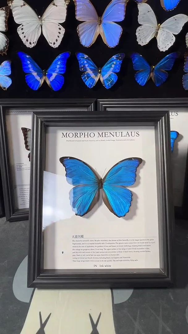 大蓝闪蝶欧版相框