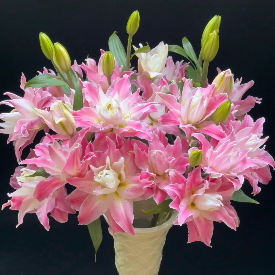 【梦想线】荧光粉色重瓣清香型香水百合云南鲜花基地直发顺丰包邮