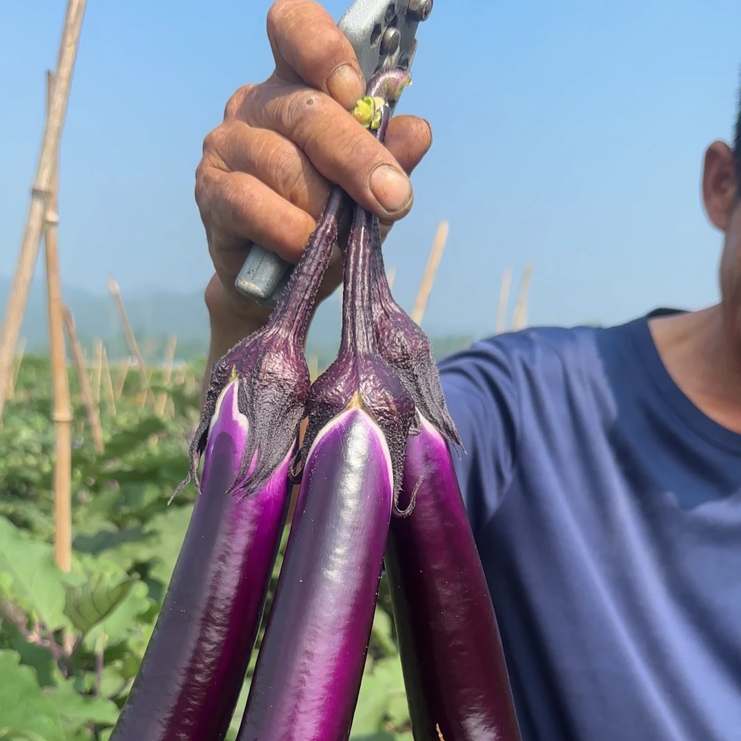湖南【芷江】露天种植新鲜本地茄子