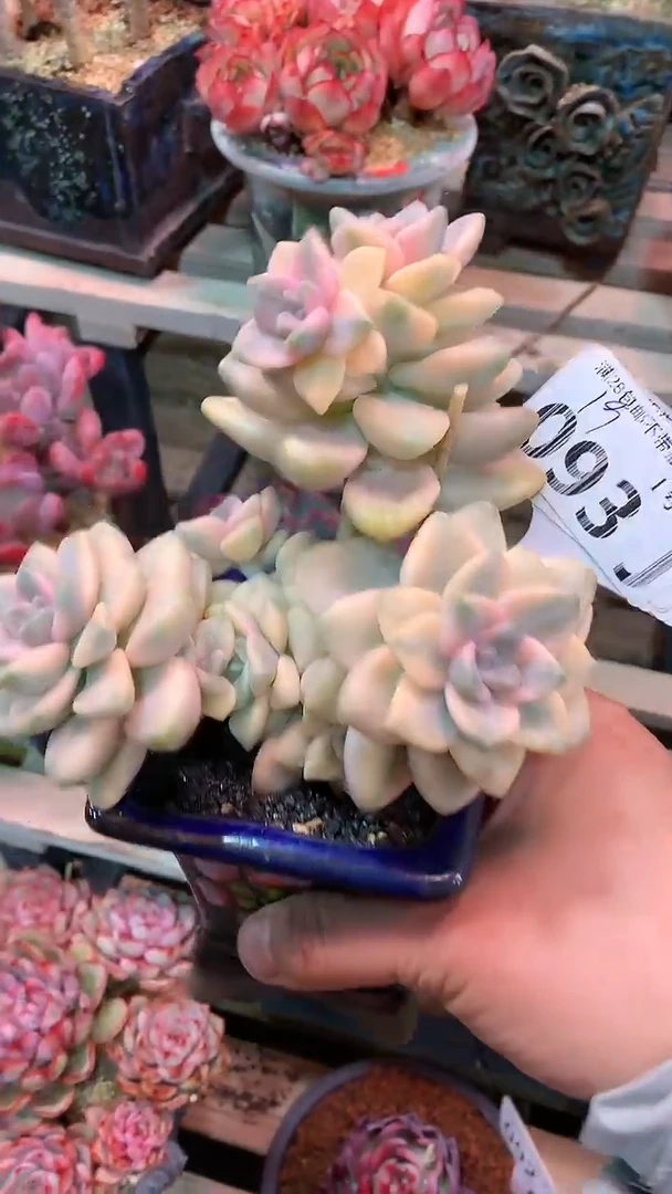 【闪购商品】093JJJ