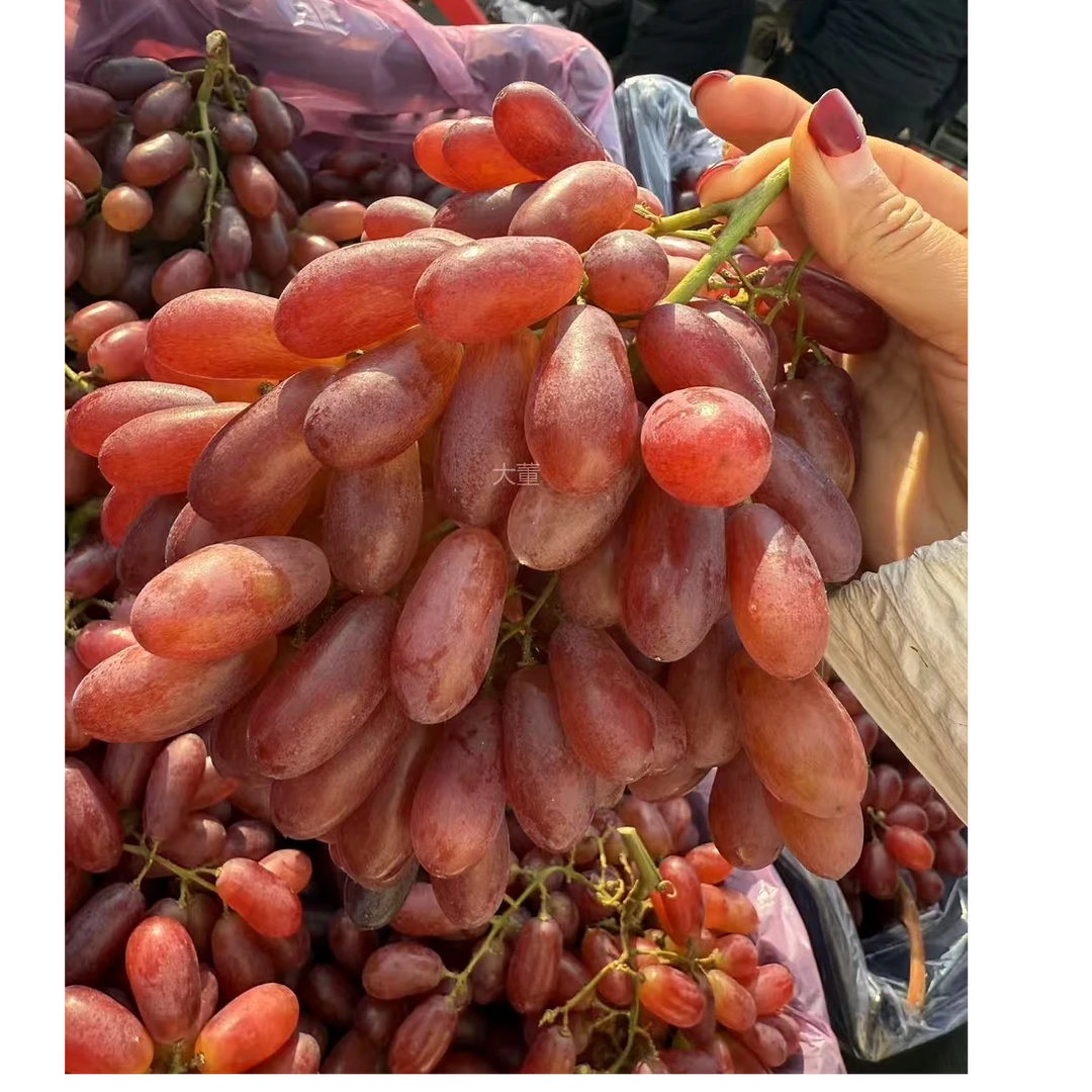 【大董】克伦生无籽红提 净重5斤/份 （高端金手指款，会有个别掉粒现象）