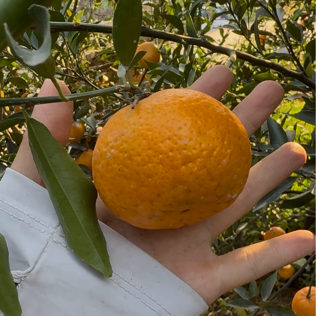 【福袋】陈皮超值礼包（4斤）