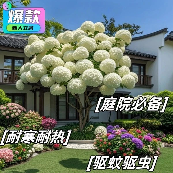 庭院耐寒耐热中华木绣球花苗室内外庭院盆栽地栽耐寒驱蚊虫花卉