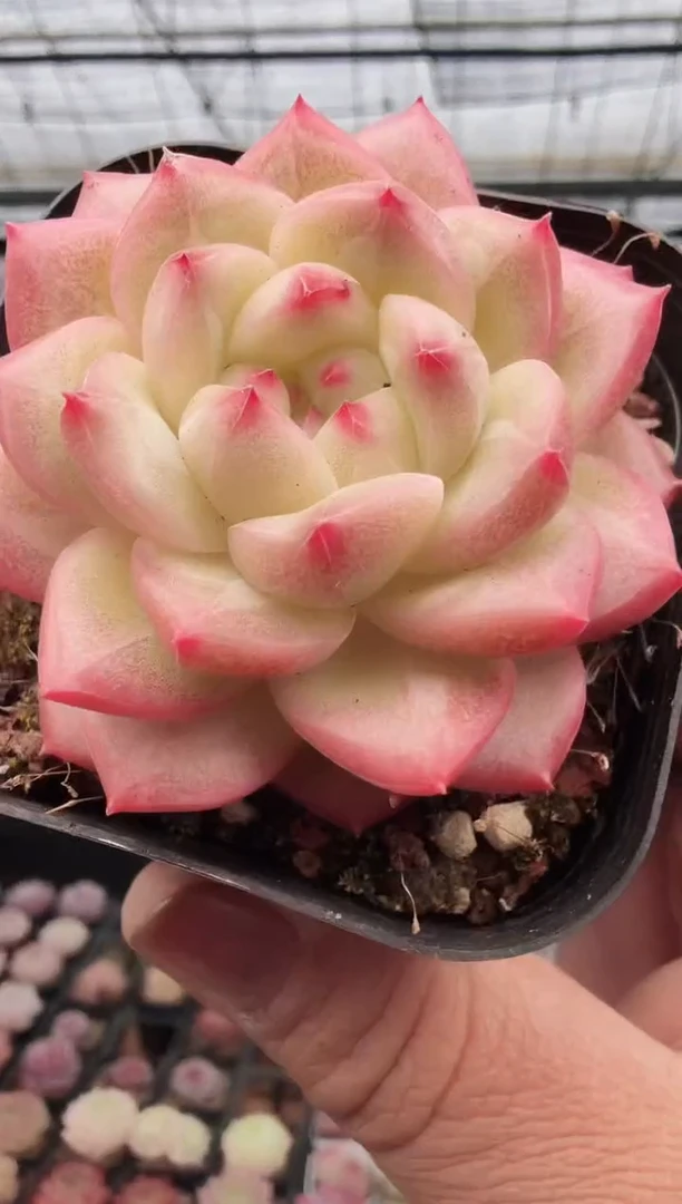 东云多肉园新款-134