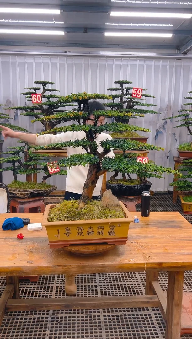 【闪购商品】紫砂精品盆景直播间一物一拍