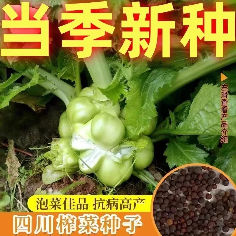 【全店满8包包邮】榨菜种子