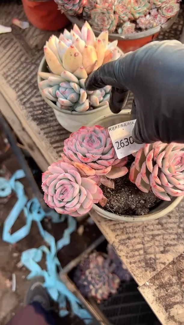 猫*咔多肉植物一物一拍26303