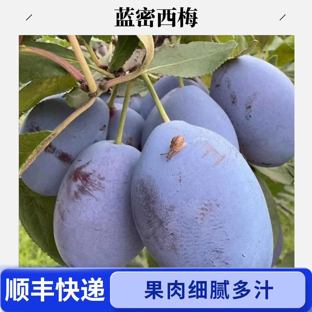大同蓝密西梅酸甜脆口多汁【顺丰快递】