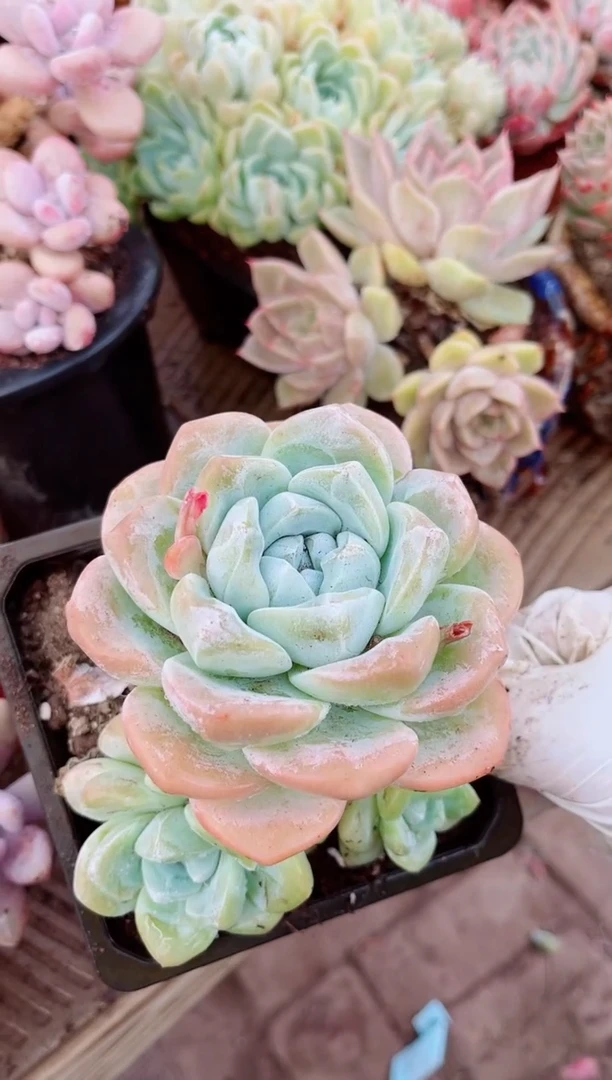 13104多肉植物一物已拍
