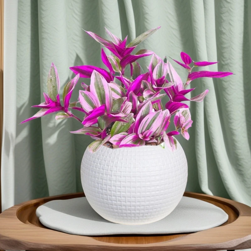 油画婚礼吊兰盆栽垂吊绿植室内花卉好养易活桌面装饰