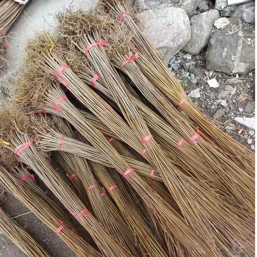 黄柏正宗树苗厚皮川黄柏苗圃批发剥黄柏皮湖北黄柏川黄柏黄柏小苗