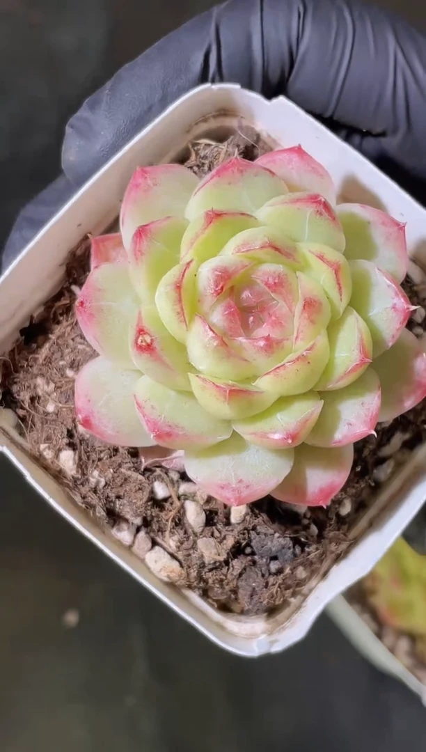 闪购2343 莫奈花园2-3厘米 量拍发一颗