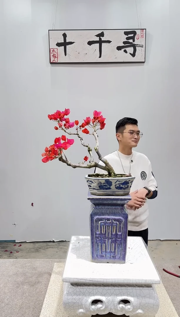 完全开放四季红三角梅