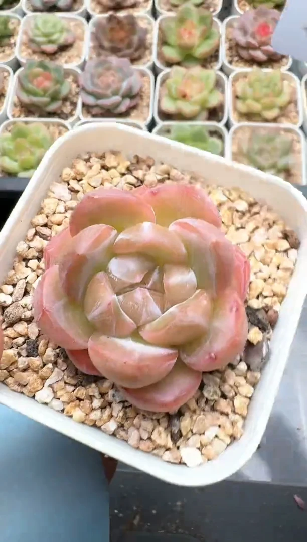 139C云禹多肉植物 带盆土纸巾打包 3颗包邮