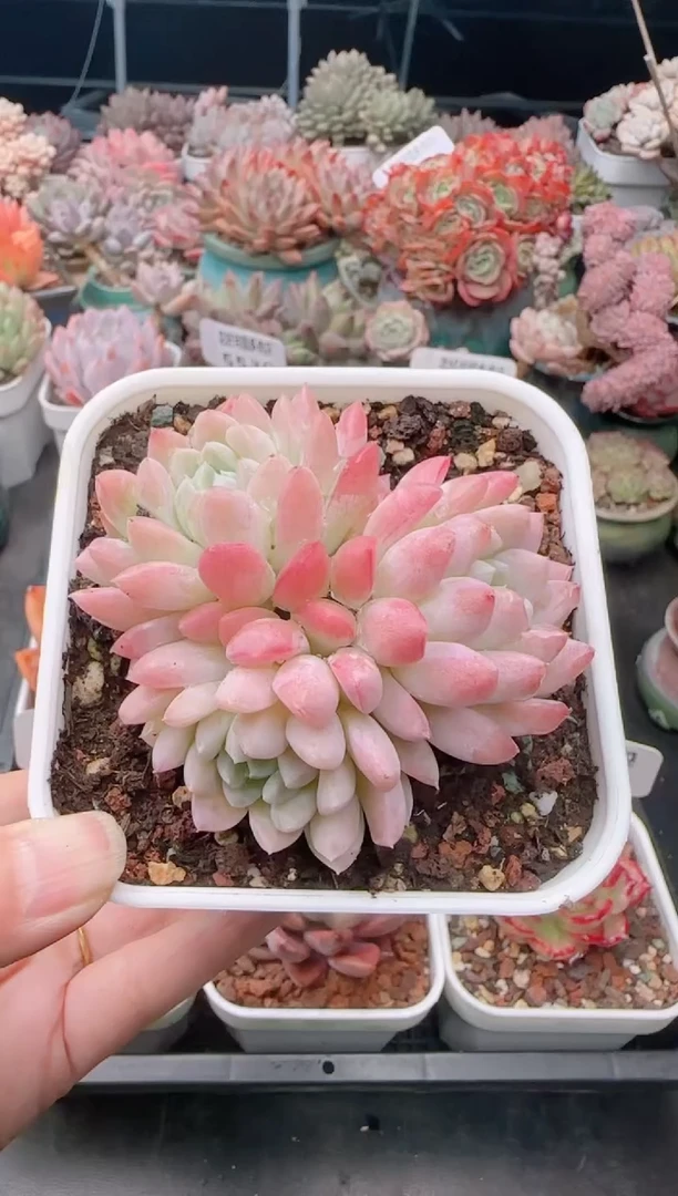 【闪购商品】5542.