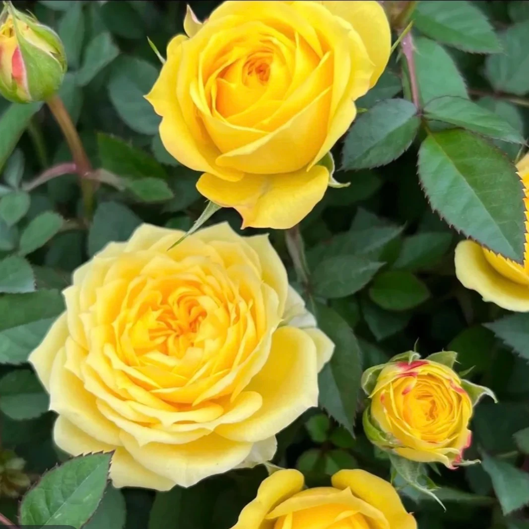 曼【玉米阳光】＋【仙度瑞拉】阳台庭院栽种可盆栽多季节开花